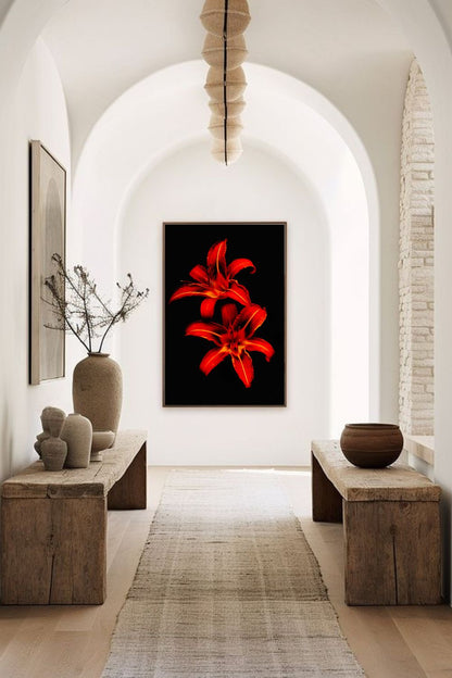 Tirage photo fine art de deux lys rouges sur fond noir, contraste floral intense 